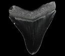 Serrated, Fossil Megalodon Tooth - Georgia #65786-2